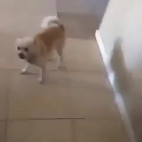Dog gets hit by a pillow and ing dies - Video & GIFs | dog,pillow,cute,funny,meme,chihuahua,bark,cats,compilation,rip,animals pets
