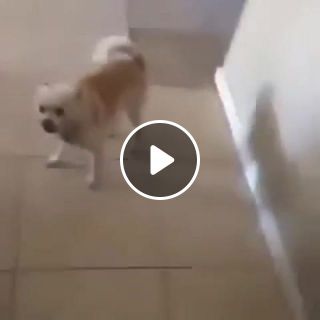 Dog gets hit by a pillow and ing dies