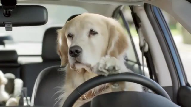 Dogs behind the wheel, animals pets.
