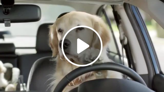 Dogs behind the wheel, animals pets. #1
