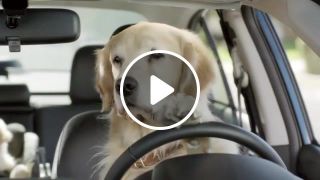 Dogs behind the wheel