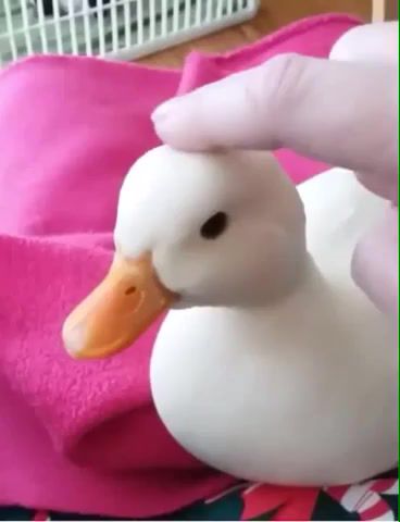 Duck pleasure, Duck, Pleasure, Relax, Animals Pets