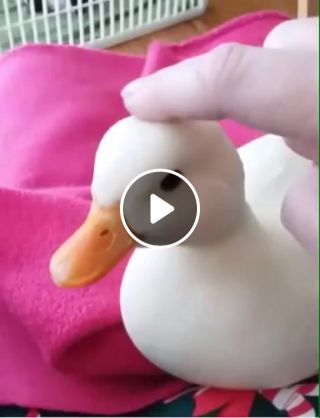 Duck pleasure