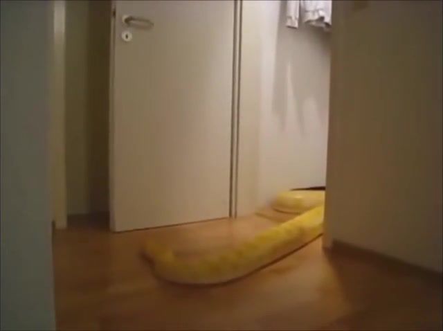 Excellent Snake D - Video & GIFs | solid snake,excellent snake,dank,dank memes,comp,webm,the ting goes,clips,haha,funny,you laugh you lose,ylyl,memes,meme,animals pets