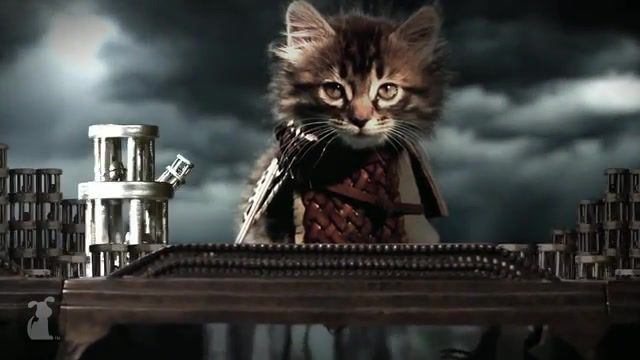 Game Of Thrones Cute Kitten
