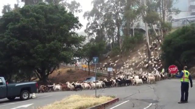 Goat Running Down - Video & GIFs | eleprimer,animals,lol,earrape,memes,meme,wtf,goat,animals pets