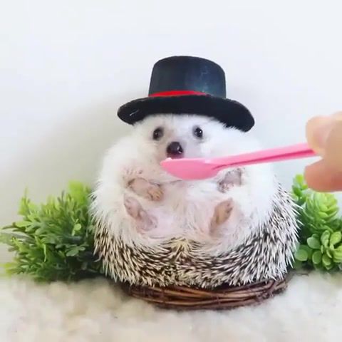 Hedgehog, hedgehog, eats, eat, baby, cute, glutton, delicacy, hat, animals, animals pets.
