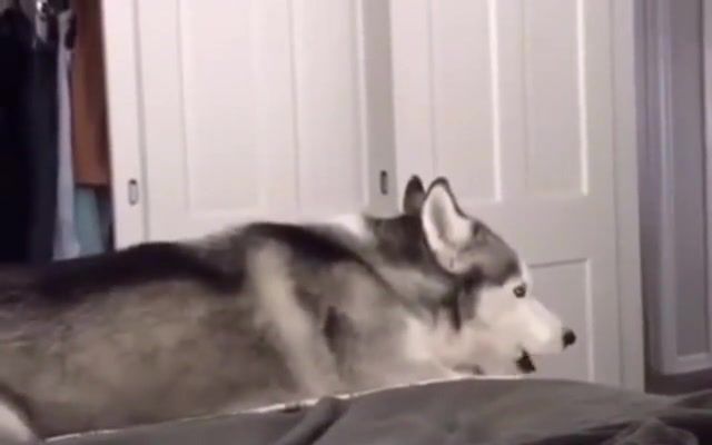 Huskyboom - Video & GIFs | dogs,husky,animals,explosion,boom,meme,parrot,animals pets