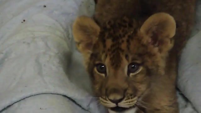 Lion cub gives us his best roar, room, aww, cute, baby lion, lion cub, roar, lion, animals pets.