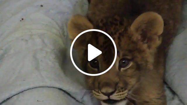 Lion cub gives us his best roar, room, aww, cute, baby lion, lion cub, roar, lion, animals pets. #1