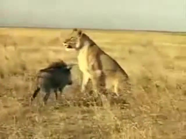 Piggy wants to end it - Video & GIFs | muffin,asdfmovie,desert,safari,animal,lion,hunting,wild animal attacks,pig attacks lion,wild pig vs lion,animals pets