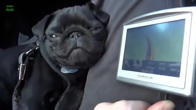 Reaction pug on tomtom, compilation of pugs, cute pugs, funny pugs, pug funny, funny pug compilation, pug puppies, pugs compilation, funny pug, pug compilation, cute, animals, animal, pets, pet, puppies, puppy, dogs, dog, pug puppy, pug dog, pugs, pug, funny, animals pets.