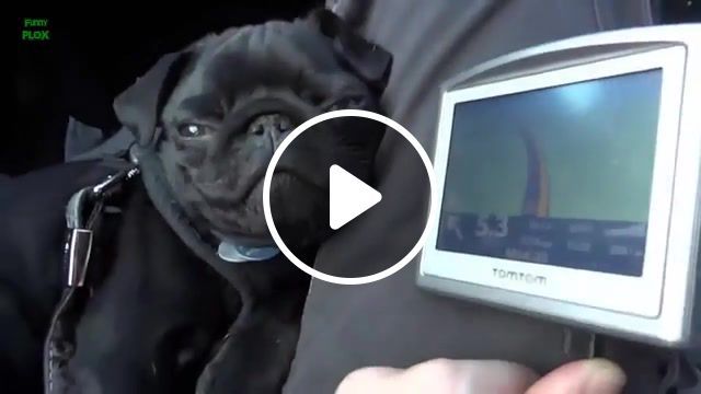 Reaction pug on tomtom, compilation of pugs, cute pugs, funny pugs, pug funny, funny pug compilation, pug puppies, pugs compilation, funny pug, pug compilation, cute, animals, animal, pets, pet, puppies, puppy, dogs, dog, pug puppy, pug dog, pugs, pug, funny, animals pets. #0