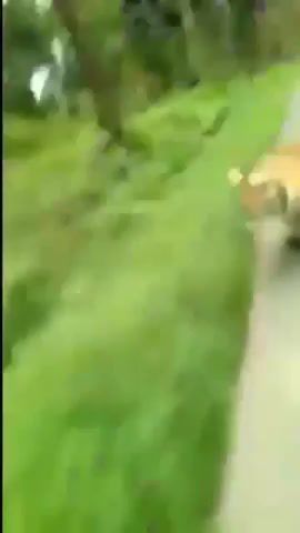 Real fast and furious, india, motorcycle, tiger, fast, chase, animals pets.
