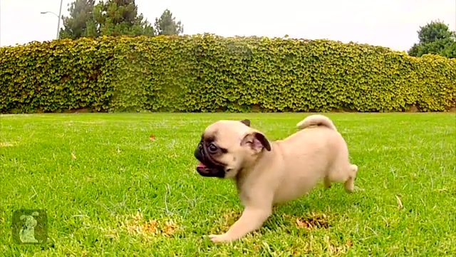 Runnin Behind - Video & GIFs | running,holychild,dog,puppies,adorable,puppy,dogs,pug,animals pets