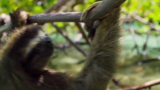 Sloth, animals pets.