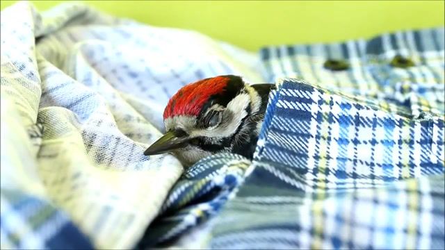So Sleepy, Sleepy, Birds, Bird, Cute, Rescued, Woodpecker, Animals Pets