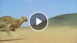 The fastest animal on the planet