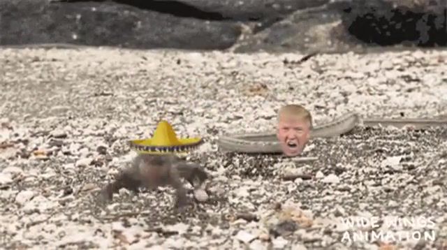 Trouble for Mexico - Video & GIFs | trouble,world,hunter,eleprimer,espanol,join,clip,dream,america,south,west,east,mexico,music,trip,gif,lol,meme,wtf,trump,crazy,animals pets