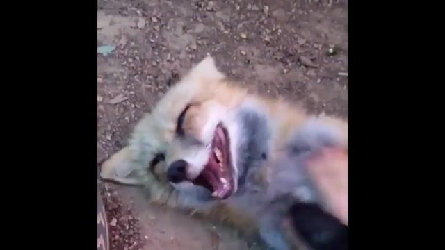 What Does The Fox Say - Video & GIFs | ylvis person,tvnorge,the fox,what does the fox say,best vines,funny vines,funny,funniest,animals pets