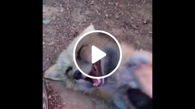 What does the fox say, ylvis person, tvnorge, the fox, what does the fox say, best vines, funny vines, funny, funniest, animals pets. #0