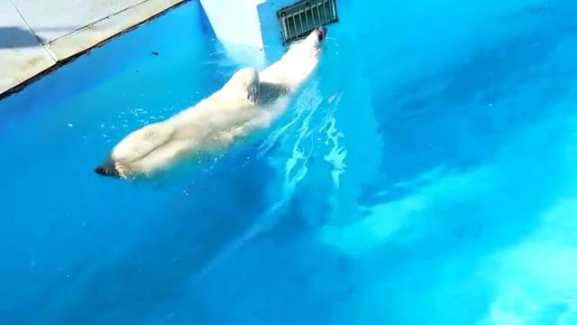 When life is good, Louis Armstrong, Armstrong, Swim, Water, Bear, White Bear, Pool, Izhevsk, Zoo, Animals Pets