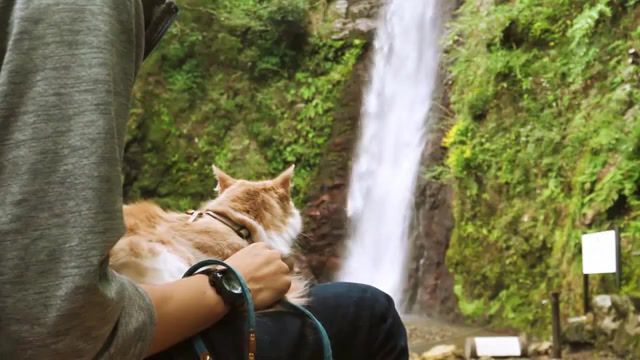 With cat, cat, waterfall, nature, cinemagraph, lofi, live pictures.