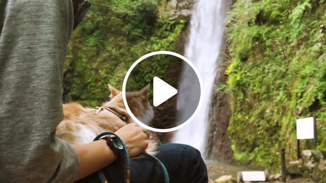 With cat, cat, waterfall, nature, cinemagraph, lofi, live pictures. #0