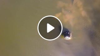 Alligators Do not Like Drones