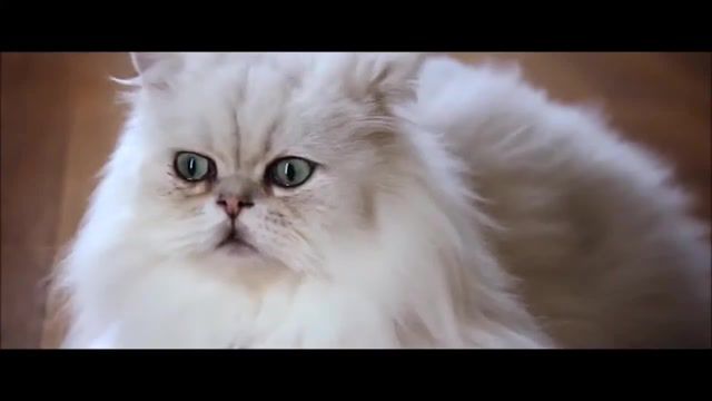 Blofeld Cat, Royal Mail, Meow, Mail, 007, James Bond, Blofeld, Cat, Pet, Cats, Pets, Animals Pets