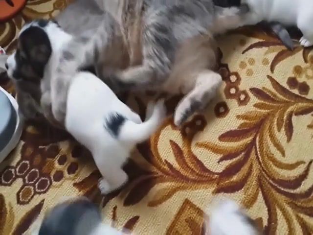 Cat and puppies