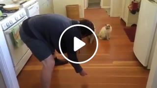 Cat loves sliding on the floor