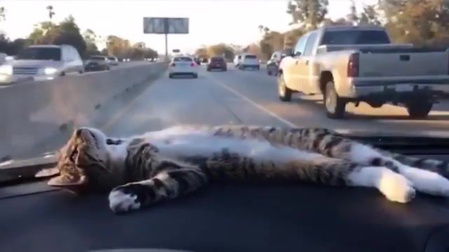 Cat Rests on Car Dashboard, Popular, Daily, Youtube, Viral, Relax, Vines, Daily Picks, Cat, Cat Rests On Car Dashboard, Vine, Crash, Picks, Odd News, Flicks, Lying, Animals Pets