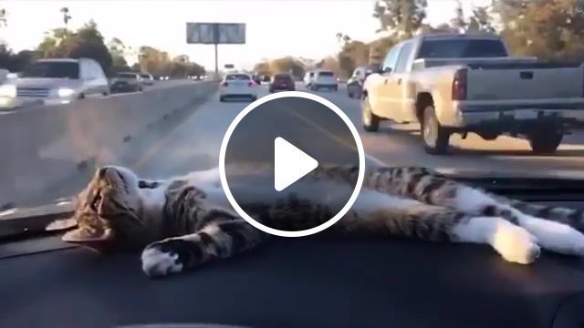Cat rests on car dashboard, popular, daily, youtube, viral, relax, vines, daily picks, cat, cat rests on car dashboard, vine, crash, picks, odd news, flicks, lying, animals pets. #0