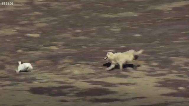 Chase - Video & GIFs | music,wolf,wolfs,animals,new,dexaltation,animals pets