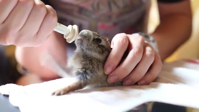 Cute wild cottontail rabbit enjoying his milk, cute, milk, enjoying, rabbit, animals pets.