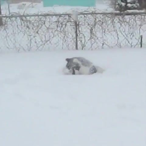 Deep Snow, Animals Pets