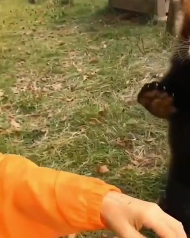 Do not touch me - Video & GIFs | animal,funny,cute,red panda,animals pets