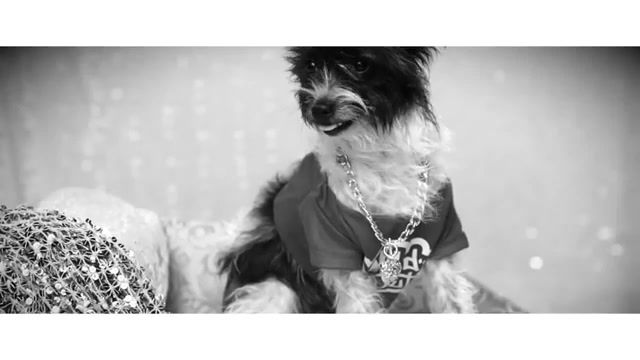 Doggy chic, music, vydia, dream girl, nick cannon, rap hip hop, single, ncredible entertainment, vevo, doggy chic, chic, animals pets.