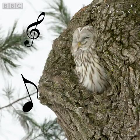Flute squirrel, Flute, Squirrel, Cute, Animal, Animals, Funny, Playing On Flute, Bbc, Bbc One, Earth From Space, Winter, Owl, Animals Pets