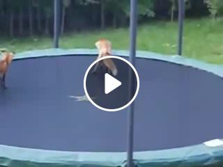 Foxes Jumping on Trampoline