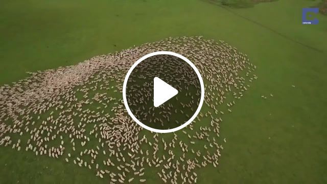 Hypnotizes a flock of sheep, cools, omg, fun, hahaha, rus, new, like, wtf, funny, top, cool, sheeps, sheep, animals pets. #0