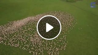 Hypnotizes a flock of sheep
