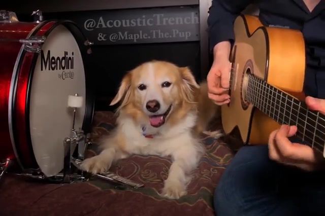 Maple on the Drums AC DC, Ac Dc, Guitar, Fingerstyle, Maple, Dog, Drums, Dog Plays Drums, Acoustic, Cover, Trench, Acoustictrench, Back In Black, Music, Acoustic Guitar, Animals Pets
