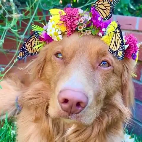 Milo butterfly king, milo butterfly king, dog, dog and butterflies, il guardiano del faro lady moon, animals and pets, golden retriever, butterflies, animals pets.