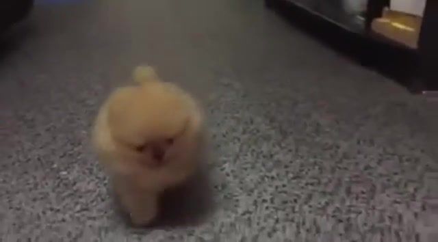 My own ten seconds of pure joy, pomeranian barking, puppy, adorable puppy, cute, barking, tiny dog, pomeranian, tiny dog barking, interesting, odd news, funny pictures, best, popular, vines, vine, youtube, viral, flicks, picks, daily, daily picks, dailypicksandflicks, animals pets.