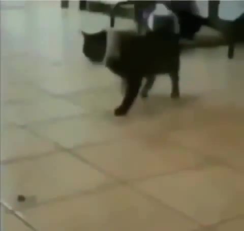 Ohh my, Cat, Cats, Funny, Dance, Bitch, Awesome, Animals Pets
