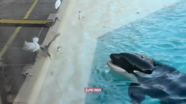 Orca Uses Bait To Hunt and Eat Bird, Funny, Viral, Awesome, Insane, Cute, Orca, Killer Whale, Bird, Hunt, Sea World, Animals, Animals Pets
