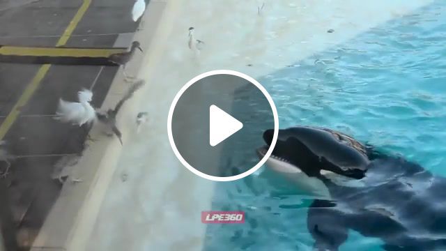 Orca uses bait to hunt and eat bird, funny, viral, awesome, insane, cute, orca, killer whale, bird, hunt, sea world, animals, animals pets. #0