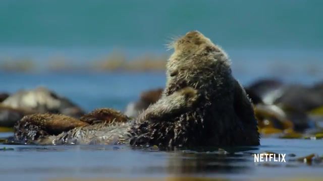 Otter bath, Otter, Relax, Bath, Animals Pets